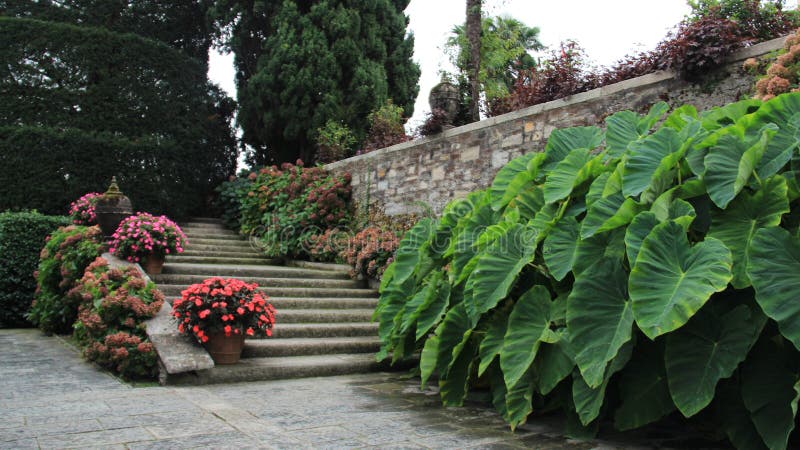 stil Bloeiende Bloemen met Caladium-Bladeren stock afbeeldingen stil Bloeiende Bloemen met Caladium-Bladeren stock afbeeldingen