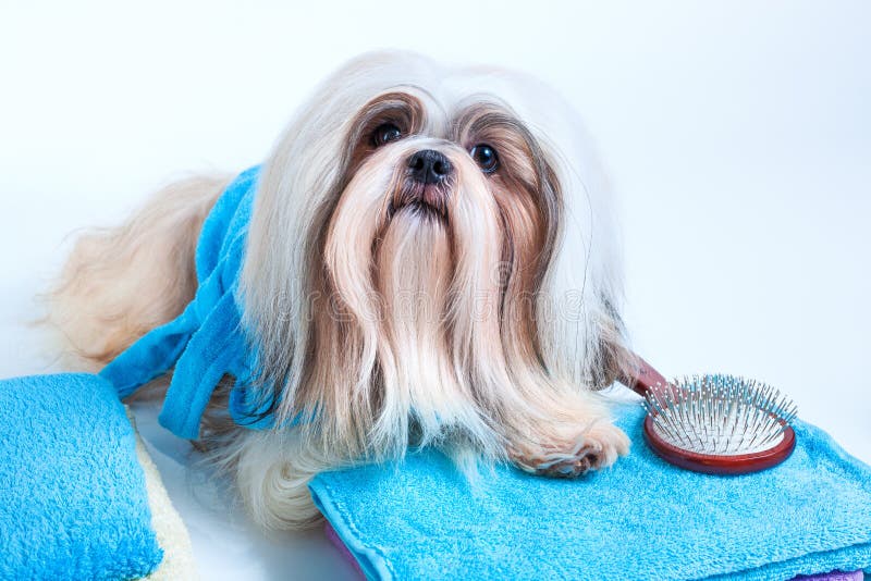 Stil för hår för Shih tzuhund royaltyfri bild