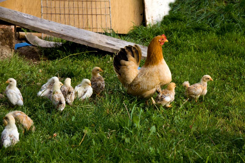 Happy Hen with young chicken on the Farm. Happy Hen with young chicken on the Farm.