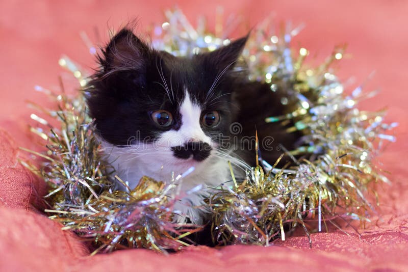 Stilig svartvit katt som täckas i silverglitter - en julpott Rosa bakgrund arkivbilder Stilig svartvit katt som täckas i silverglitter - en julpott Rosa bakgrund arkivbilder