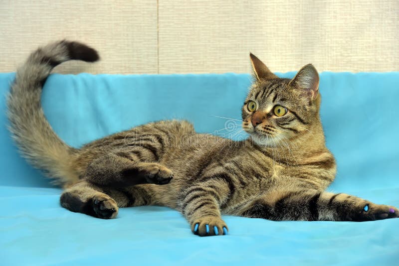 Download Stilig Ung Strimmig Kattkatt Arkivfoto - Bild av härlig, katter: 76702658