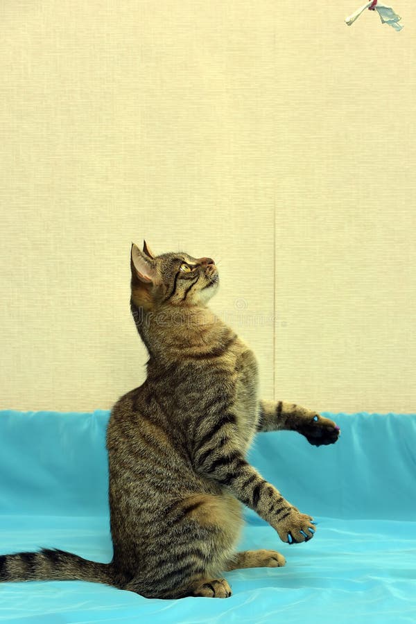 Download Stilig Ung Strimmig Kattkatt Arkivfoto - Bild av ögon, anhydrous: 76702760