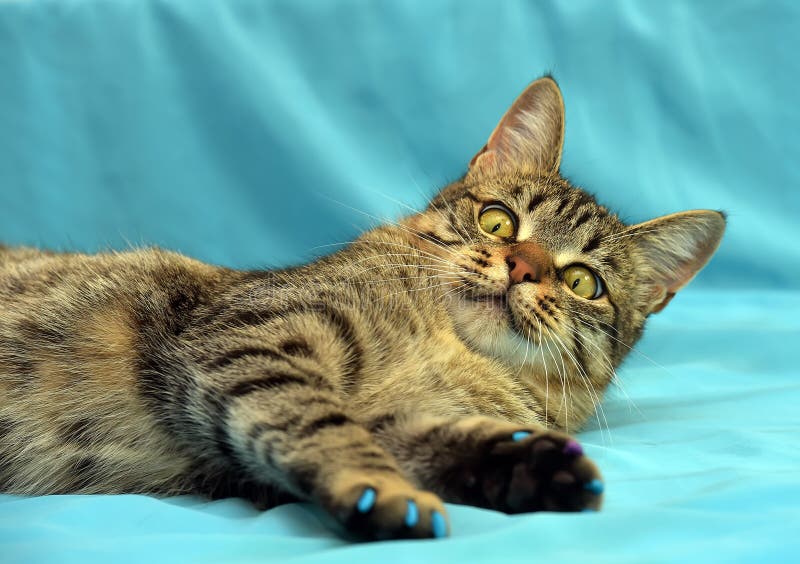 Download Stilig Ung Strimmig Kattkatt Fotografering för Bildbyråer - Bild av päls, katt: 76702801