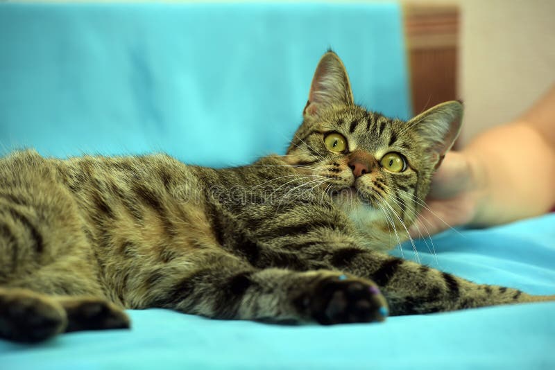 Download Stilig Ung Strimmig Kattkatt Fotografering för Bildbyråer - Bild av behagfullt, anhydrous: 76703139