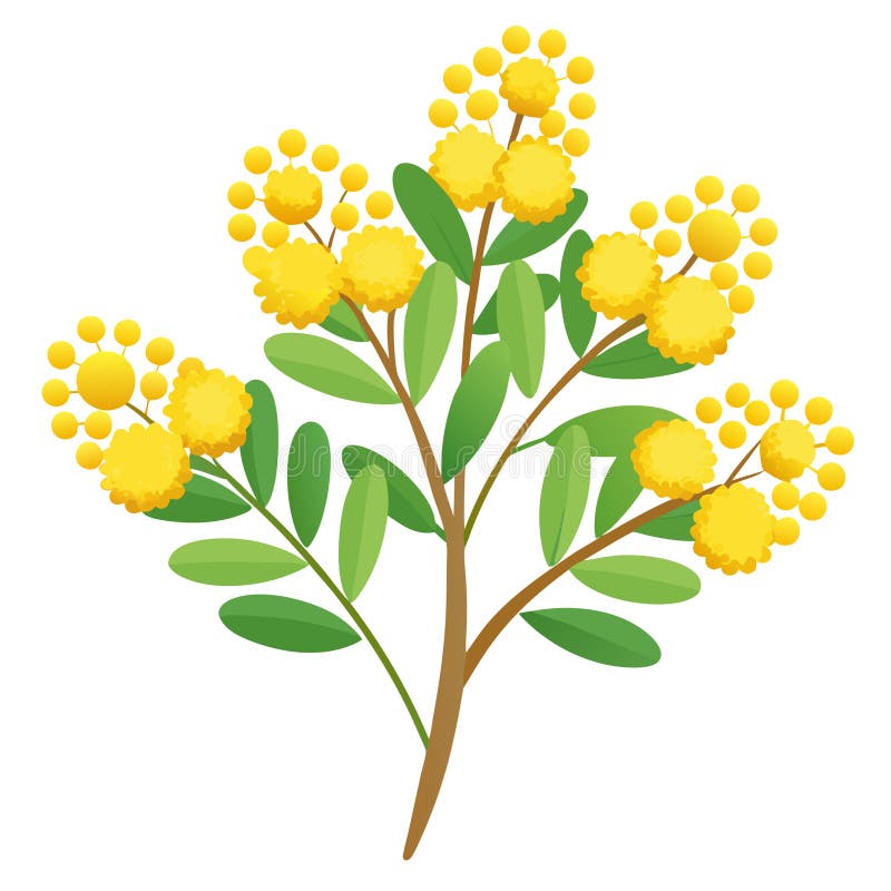 Stiliserad illustration av en blommande Mimosa-filial med gula blommor och gröna blad stock illustrationer