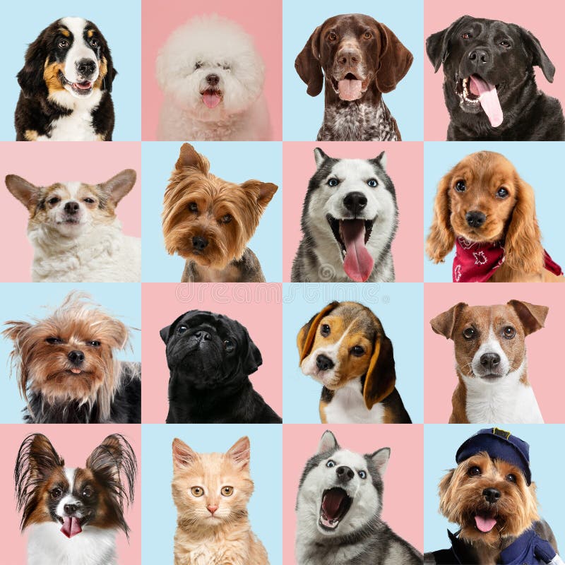 Stylish adorable dogs and cats posing. Cute pets happy. The different purebred puppies and cats. Art collage isolated on multicolored studio background. Front view, modern design. Various breeds. Stylish adorable dogs and cats posing. Cute pets happy. The different purebred puppies and cats. Art collage isolated on multicolored studio background. Front view, modern design. Various breeds.