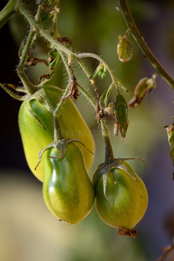 Still green tomatoes stock photo. Image of closeup, growth 236657480