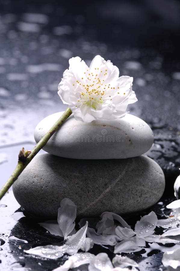 Still of life stock photos