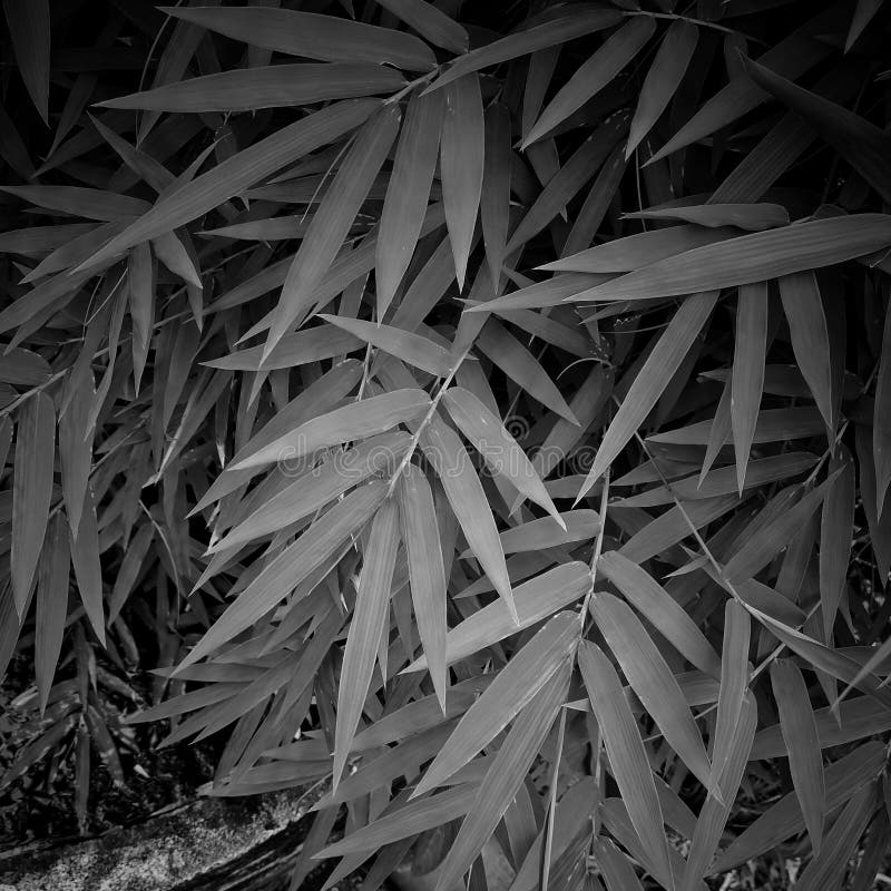 Still life black and white nature. stock images Still life black and white nature. stock images