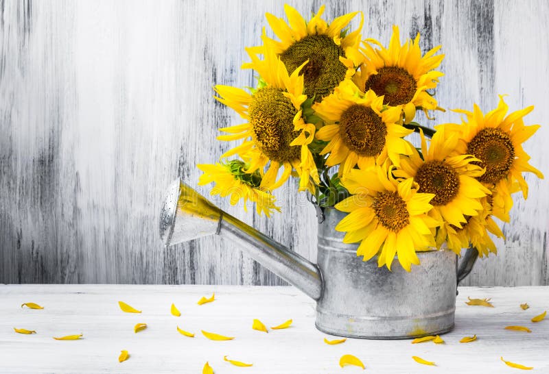 Sunflowers in watering can stock photo. Image of leaf 16825578