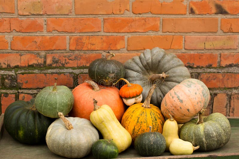 Still life of a group of different pumpkins of different sizes, colors and shapes on the background of a wall stock photography
