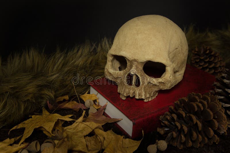 Still Life Human Skull And Maple Leaf Stock Photo Image Of Dark