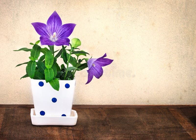 Still life of purple balloon flower or Platycodon grandiflorus f