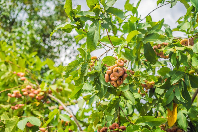 Still Life of Rose Apple or Chompu Growing on a Tree Stock Photo