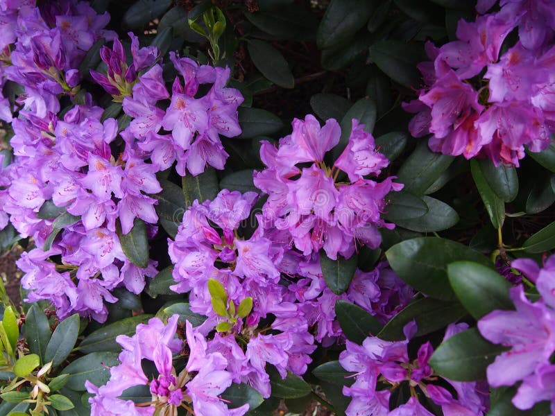 Purple azalea flowers Glinna dendrological garden, Poland, May 2019 royalty free stock photography Purple azalea flowers Glinna dendrological garden, Poland, May 2019 royalty free stock photography