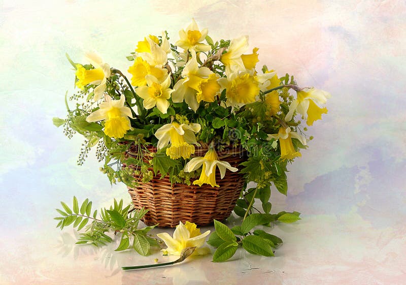 Still Life of Spring Daffodils in a Basket. Stock Image Image of