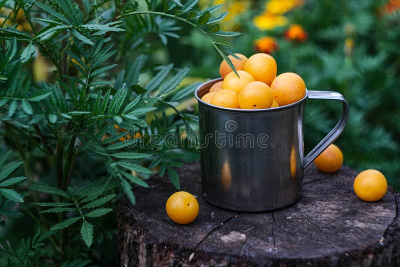 Still life with yellow cherry plum in a metal dish.