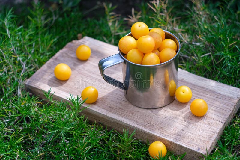Still life with yellow cherry plum in a metal dish.