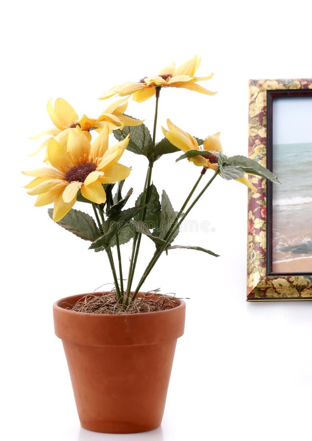 Still life yellow sun flower and frame