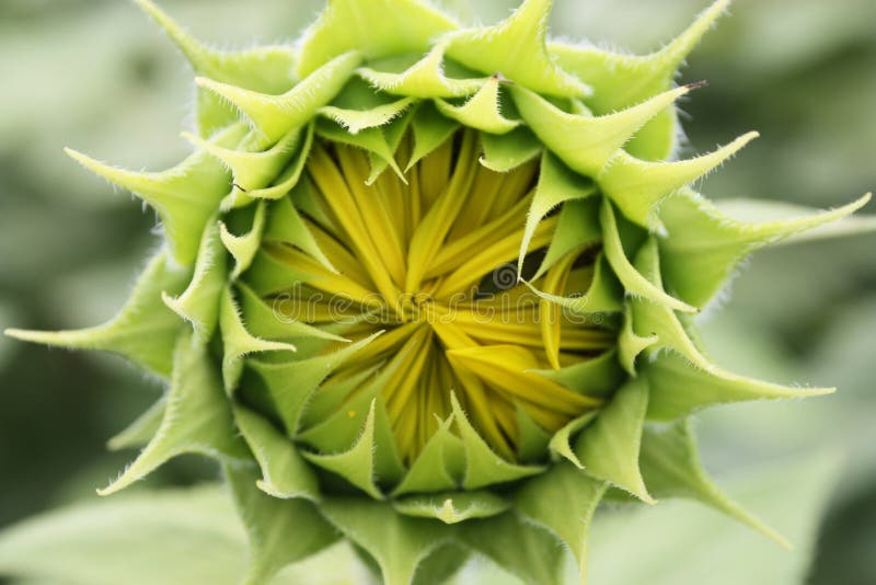 Still small sunflower closed and green in the middle of a field of flowers stock photography Still small sunflower closed and green in the middle of a field of flowers stock photography