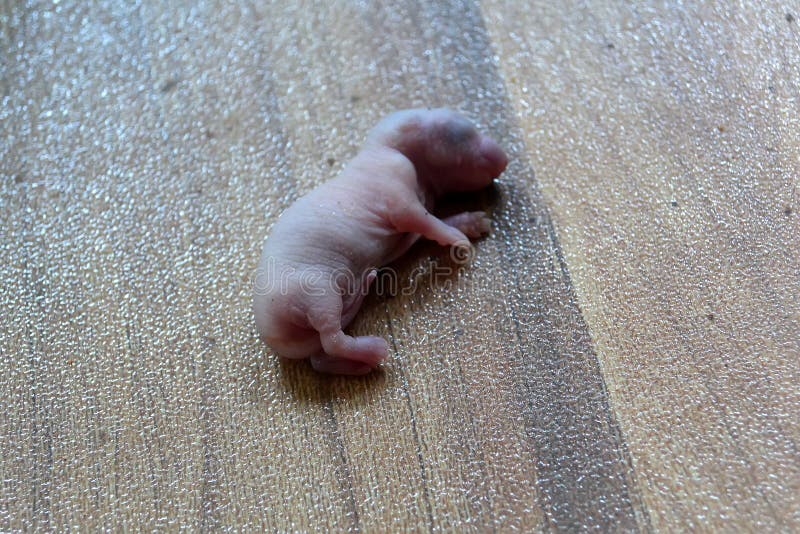 105 Baby Mole Photos Free Royalty Free Stock Photos From Dreamstime