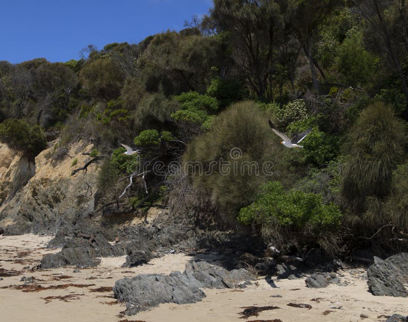 Stille zeegarren die tijdens de zomer op de mangroves - kustlijn aan de kust van de stille oceaan vliegen royalty-vrije stock foto Stille zeegarren die tijdens de zomer op de mangroves - kustlijn aan de kust van de stille oceaan vliegen royalty-vrije stock foto