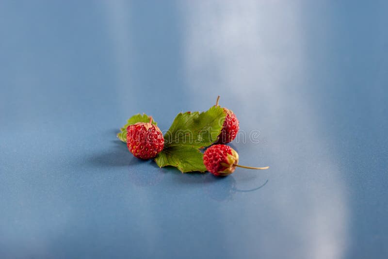 Stilleben av tre jordgubbar och ett blad på blåa keramiska tegelplattor Selektivt fokusera royaltyfri bild Stilleben av tre jordgubbar och ett blad på blåa keramiska tegelplattor Selektivt fokusera royaltyfri bild