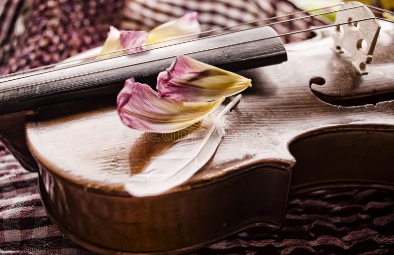 Stilleven met uitstekende viool en bloemblaadjes Close-up van oude houten viool Het instrument van de Stringedmuziek op abstracte royalty-vrije stock afbeeldingen Stilleven met uitstekende viool en bloemblaadjes Close-up van oude houten viool Het instrument van de Stringedmuziek op abstracte royalty-vrije stock afbeeldingen