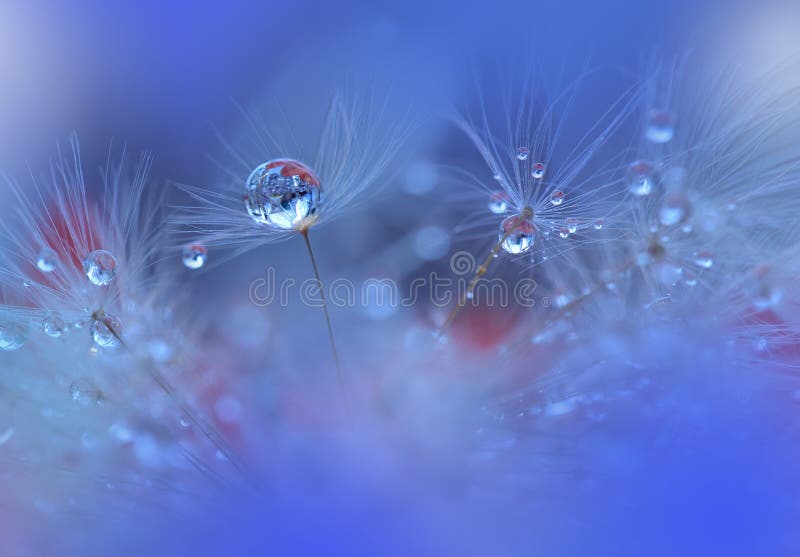 Abstract macro photo with water drops. Artistic Background for desktop.Tranquil abstract closeup art background.Fantasy design.Modern Art. Magic Artistic Wallpaper.Dream, line.Blue Background, colorful.Watercolor illustration.Background for relax.Beautiful Nature.Dandelion Flowers.Classic Blue Color. Abstract macro photo with water drops. Artistic Background for desktop.Tranquil abstract closeup art background.Fantasy design.Modern Art. Magic Artistic Wallpaper.Dream, line.Blue Background, colorful.Watercolor illustration.Background for relax.Beautiful Nature.Dandelion Flowers.Classic Blue Color.