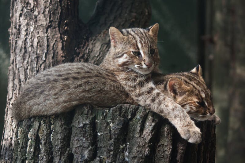 Ruhende Amur-Leopardenkatzen lizenzfreie stockbilder