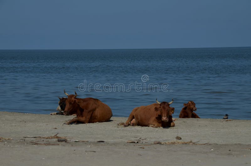 Stillstehende Herde von Kühen auf dem wilden Strand von Sfantu Gheorghe, Donau-Delta lizenzfreie stockbilder Stillstehende Herde von Kühen auf dem wilden Strand von Sfantu Gheorghe, Donau-Delta lizenzfreie stockbilder