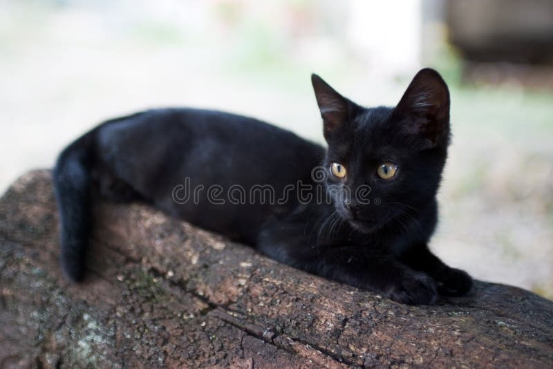 Stillstehende Miezekatze stockfotografie