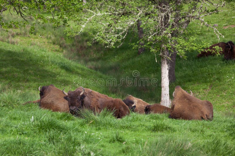 Stillstehender Bison Herd lizenzfreies stockfoto Stillstehender Bison Herd lizenzfreies stockfoto
