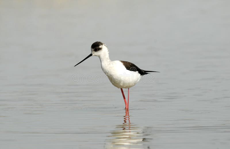 A Stilt stock image. Image of animal, natural, country 19216829