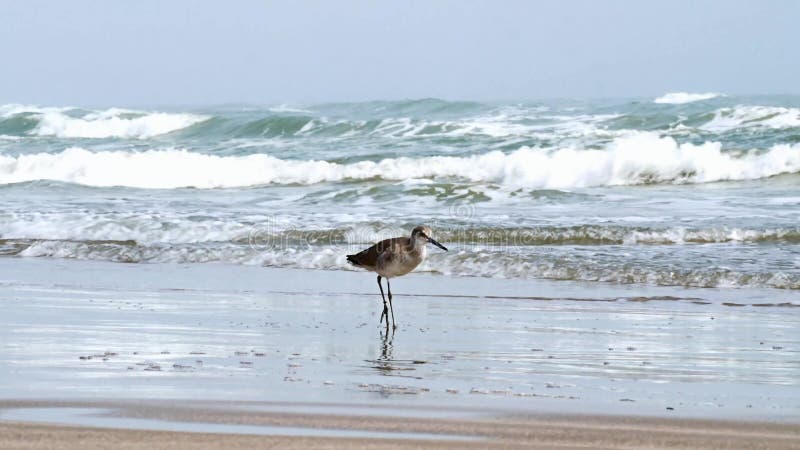 Stilt sandpiper, Calidris himantopus, on beach with ocean waves