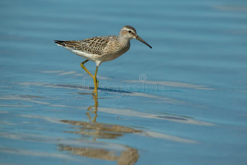 Stilt Sandpiper - Calidris himantopus. A Stilt Sandpiper is wading in the shallow blue water. Ashbridges Bay Park, Toronto, Ontario, Canada