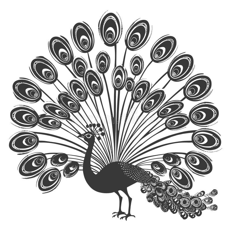 Stilvolle Schwarz-Weiß-Pfau mit Spread Tail Feathers Elegant Bird Illustration lizenzfreie abbildung