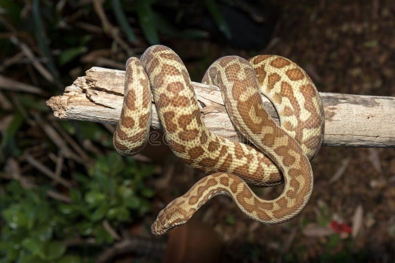 Stimson`s Python resting on log. Resting snake stock images, royalty-free photos and pictures
