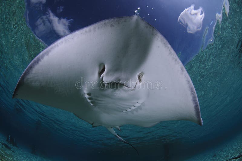 Sting Ray Gliding Over Sandy Bottom de Bahamas foto de archivo Sting Ray Gliding Over Sandy Bottom de Bahamas foto de archivo