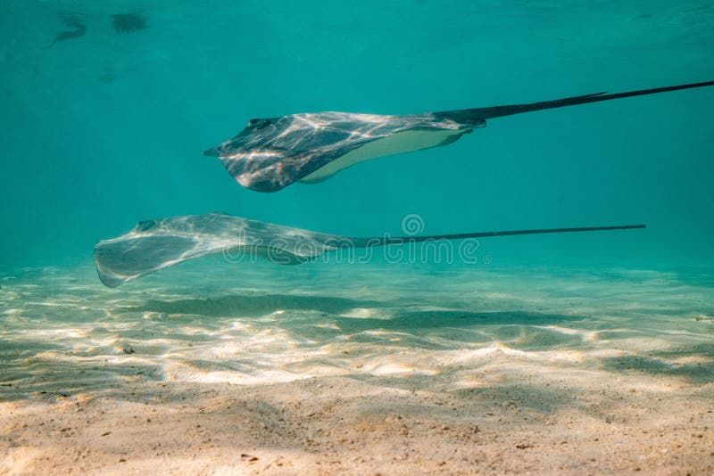 Sting Ray in the Shallow Water Stock Photo Biology Diagrams