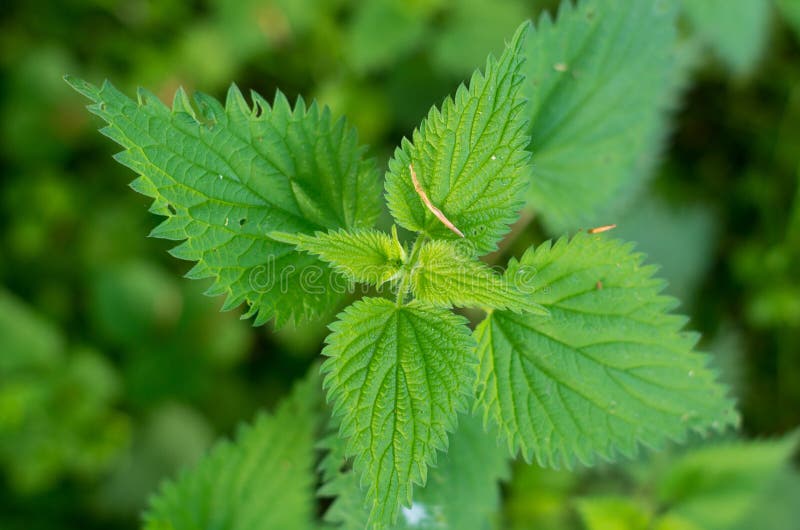 Stinging nettle stock images
