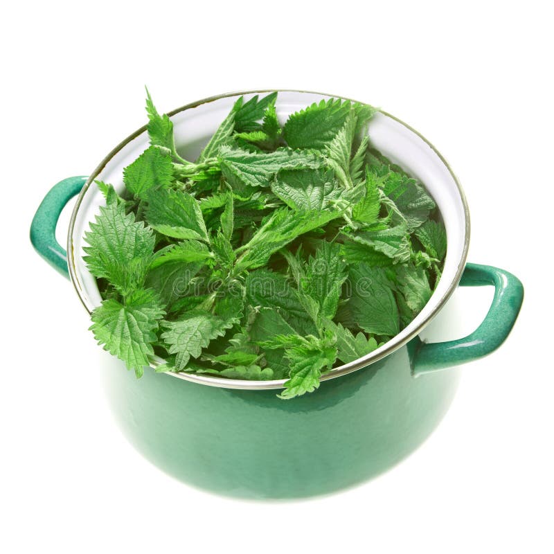 Stinging nettle in pot stock image Stinging nettle in pot stock image