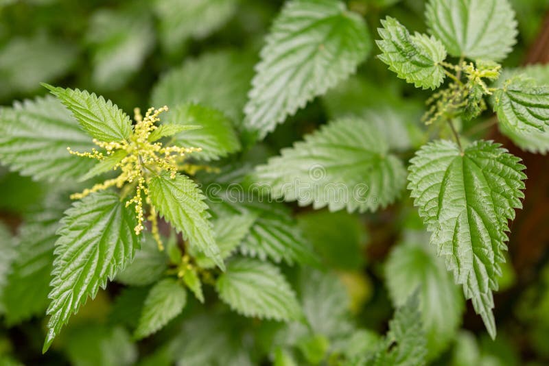 Stinging nettle with rain drops. Lush green leaves of a nettle shrub. Summer season, botany, closeup, detail, flora, foliage, fresh, garden, grass, hair, health, care, herb, herbaceous, herbal, ingredient, leaf, macro, medicine, nature, outdoor, perennial, plant, seasonal, stem, trichomes, wild, wildflower