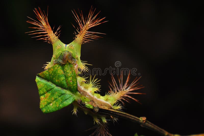 673 Slug Caterpillar Stock Photos - Free & Royalty-Free Stock Photos from  Dreamstime