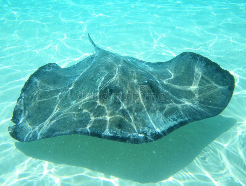 Southern stingray swimming in crystal clear waters of the Caribbean sea in the Cayman Islands