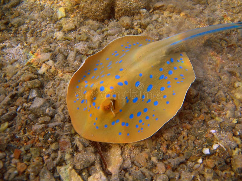 Blue spotted stingray in Red sea (Ras Mohammed)