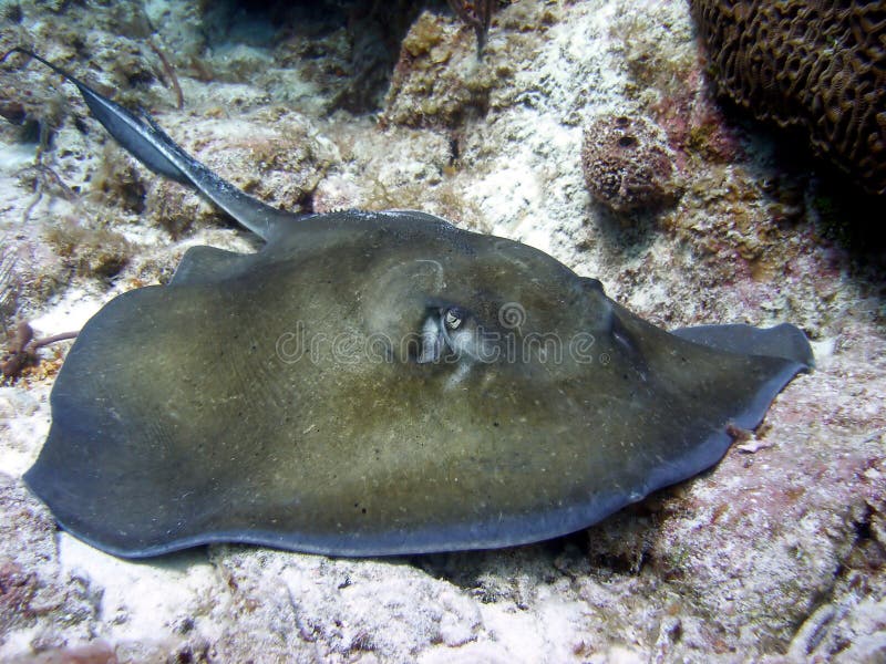 Here is a female Southern Stingray having a quick rest before she goes off hunting in the sand for crustaceans.