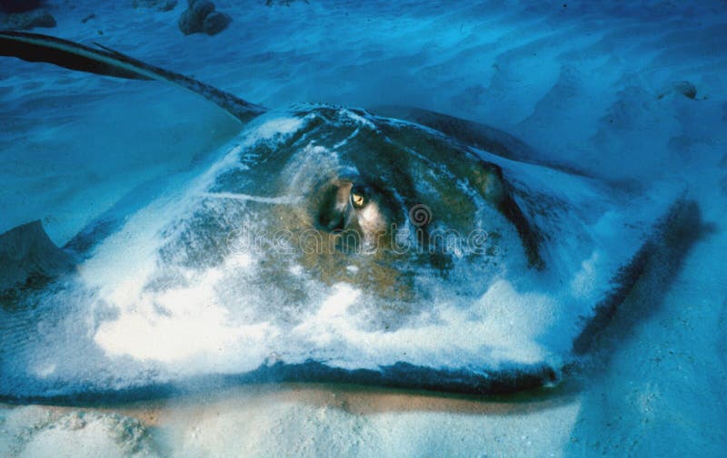 This is a photo of a Southern Stingray which was taken while diving in Curacao. The ray was totally buried in the sand, until I interrupted his nap. This species of ray varies in color from brown to gray and black. Much like sharks, the topside of the ray is like a fine-grain sandpaper, the underside is soft white tissue. They have a whip-like tail with one or two venomous spines at the base. Equipment used was a Nikonos V underwater camera with 20mm lens and Nikonos 105 strobe.