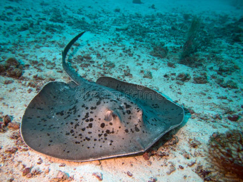 Marine stingray on the seabed.