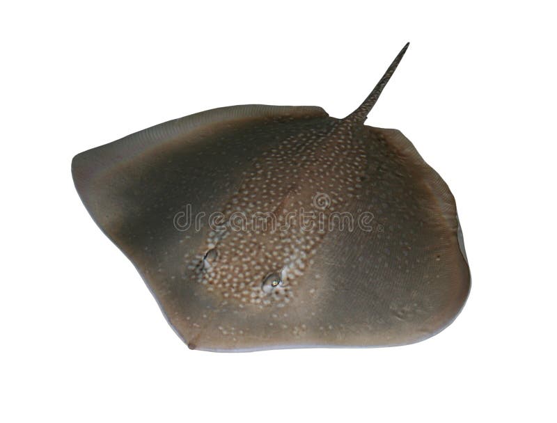 A cutout photo of a Southern Stingray found in the Caribbean